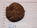 Bild 2 von Schildkrötenpflanze Dioscorea elephantipes  Z23