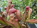 Bild 3 von Sarracenia x wrigleyana Schlauchpflanze