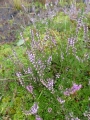 Bild 2 von Calluna vulgaris  Besenheide Wildform