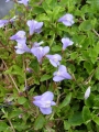 Mazus reptans