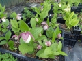 Cypripedium- Pink Blush -Hybriden 