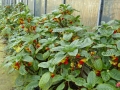 Bild 10 von Impatiens niamniammensis  Kongolieschen oder Papageienpflanze