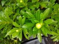 Bild 2 von Nipponanthemum nipponicum „Nippon-Gänseblümchen“ oder „Montauk-Gänseblümchen“