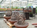 Bild 43 von Schildkrötenpflanze Dioscorea elephantipes  