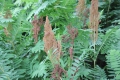 Osmunda regalis  Königsfarn