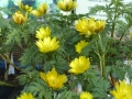 Bild 1 von Adonis amurensis    Adonisröschen (ungefüllt)
