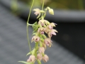 Bild 6 von Epipactis helleborine   Breitblättrige Ständelwurz 