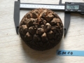 Bild 1 von Schildkrötenpflanze Dioscorea elephantipes EM10
