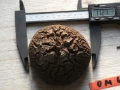 Bild 1 von Schildkrötenpflanze Dioscorea elephantipes OM6