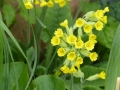 Bild 2 von Primula veris