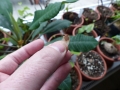 Bild 2 von Schildkrötenpflanze Dioscorea elephantipes --Saat-- 20 Korn