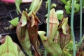Bild 3 von Sarracenia purpurea, purpurblütige Schlauchpflanze