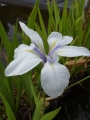 Iris laevigata Snowdrift  Sumpfiris