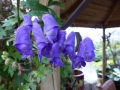 Bild 8 von Rankender Eisenhut Aconitum volubile