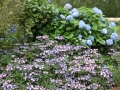 Bild 2 von Hydrangea serrata Koreanische Hortensie