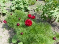 Bild 5 von Paeonia tenuifolia Rubra Plena L Netzblatt-Pfingstrose