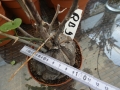 Bild 1 von Schildkrötenpflanze Dioscorea elephantipes RB9