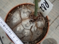 Bild 2 von Schildkrötenpflanze Dioscorea elephantipes RB2