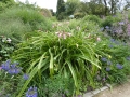 Bild 4 von Crinum powellii  Hakenlilie oder Gartenamaryllis