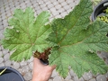 Bild 4 von Gunnera manicata Riesenblatt Mammutblatt