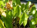 Bild 4 von Sagittaria latifolia    Breitblättriges Pfeilkraut