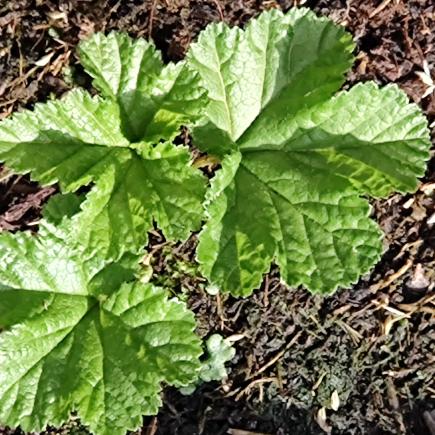 Bild 3 von Moltebeere   Rubus chamaemorus