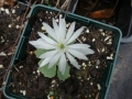 Bild 2 von Sanguinaria canadensis  Star