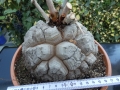 Bild 45 von Schildkrötenpflanze Dioscorea elephantipes 