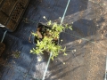 Bild 3 von Potentilla erecta   Blutwurz Tormetill
