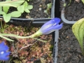 Bild 4 von Gentiana pneumonanthe, Lungenenzian