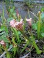 Sarracenia leucophylla, bunte Schlauchpflanze