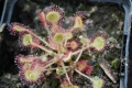 Bild 3 von Drosera rotundifolia, rundblättriger Sonnentau