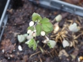 Bild 4 von Isopyrum thalictroides    Muschelblümchen