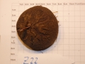 Bild 2 von Schildkrötenpflanze Dioscorea elephantipes  Z22