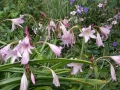 Bild 1 von Crinum powellii  Hakenlilie oder Gartenamaryllis