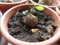 Bild 4 von Schildkrötenpflanze Dioscorea elephantipes --Saat-- 20 Korn