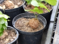 Bild 10 von Schildkrötenpflanze Dioscorea elephantipes
