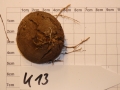 Bild 2 von Schildkrötenpflanze Dioscorea elephantipes  K13