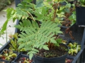 Bild 2 von Osmunda regalis  Königsfarn