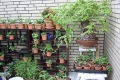 Bild 5 von Schildkrötenpflanze Dioscorea elephantipes RB4