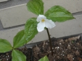 Bild 2 von Trillium grandiflorum  Großblütige Waldlilie