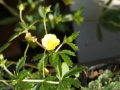 Bild 1 von Potentilla erecta   Blutwurz Tormetill