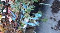 Bild 2 von Cordyalis flexuosa  Blauer Lerchensporn
