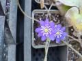 Bild 1 von Hepatica nobilis