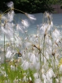 Eriophorum latifolium, breitblättriges Wollgras