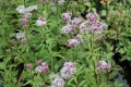 Eupatorium cannabium rosa Wasserdost