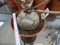 Bild 2 von Schildkrötenpflanze Dioscorea elephantipes UR7