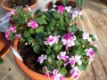 Bild 1 von Impatiens x Mini Rainbow  ,Regenbogen-Lieschen