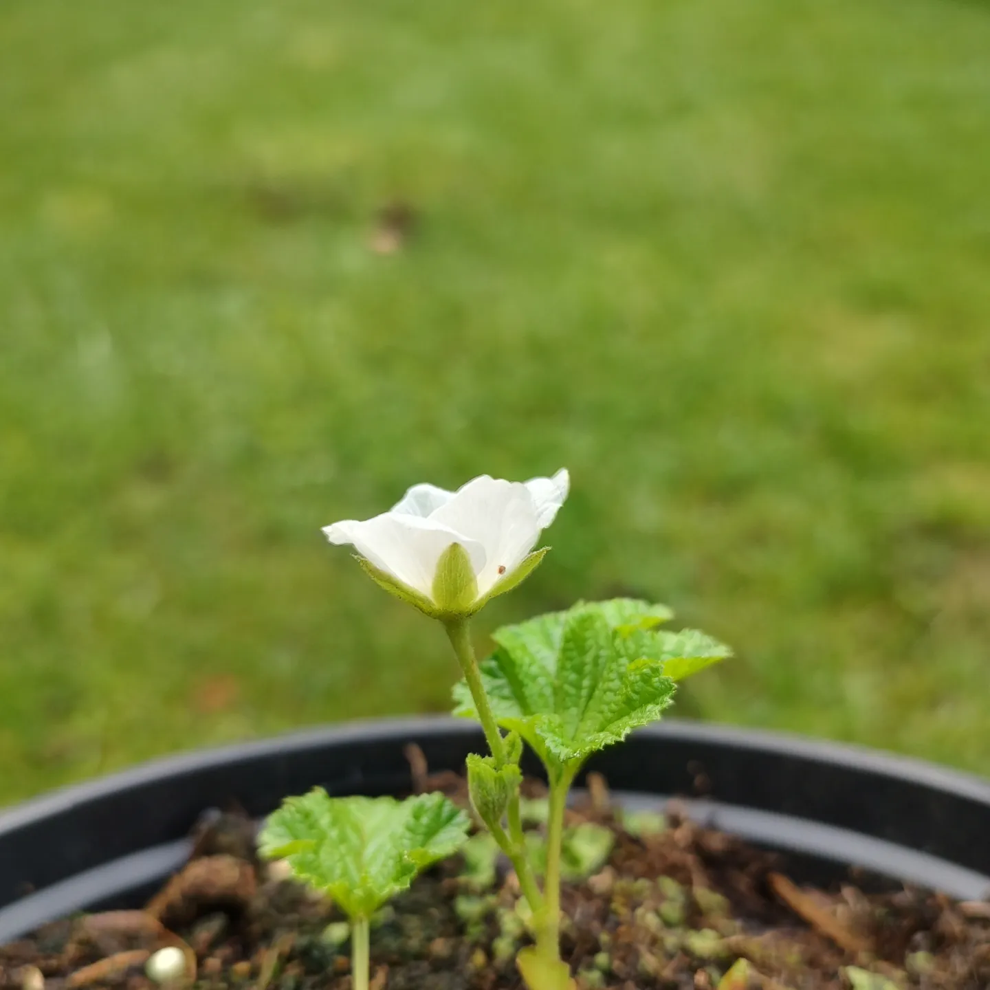 Bild 4 von Moltebeere   Rubus chamaemorus
