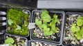 Bild 2 von Viola biflora  Gelbes Bergveilchen,zweiblütiges Veichen, gelbes Veilchen